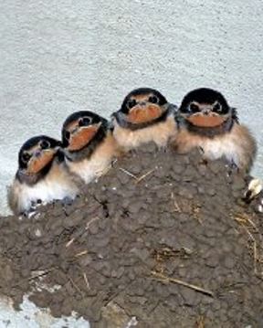 Schwalben aus ihrem Nest schauend